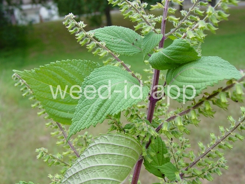mint, perilla